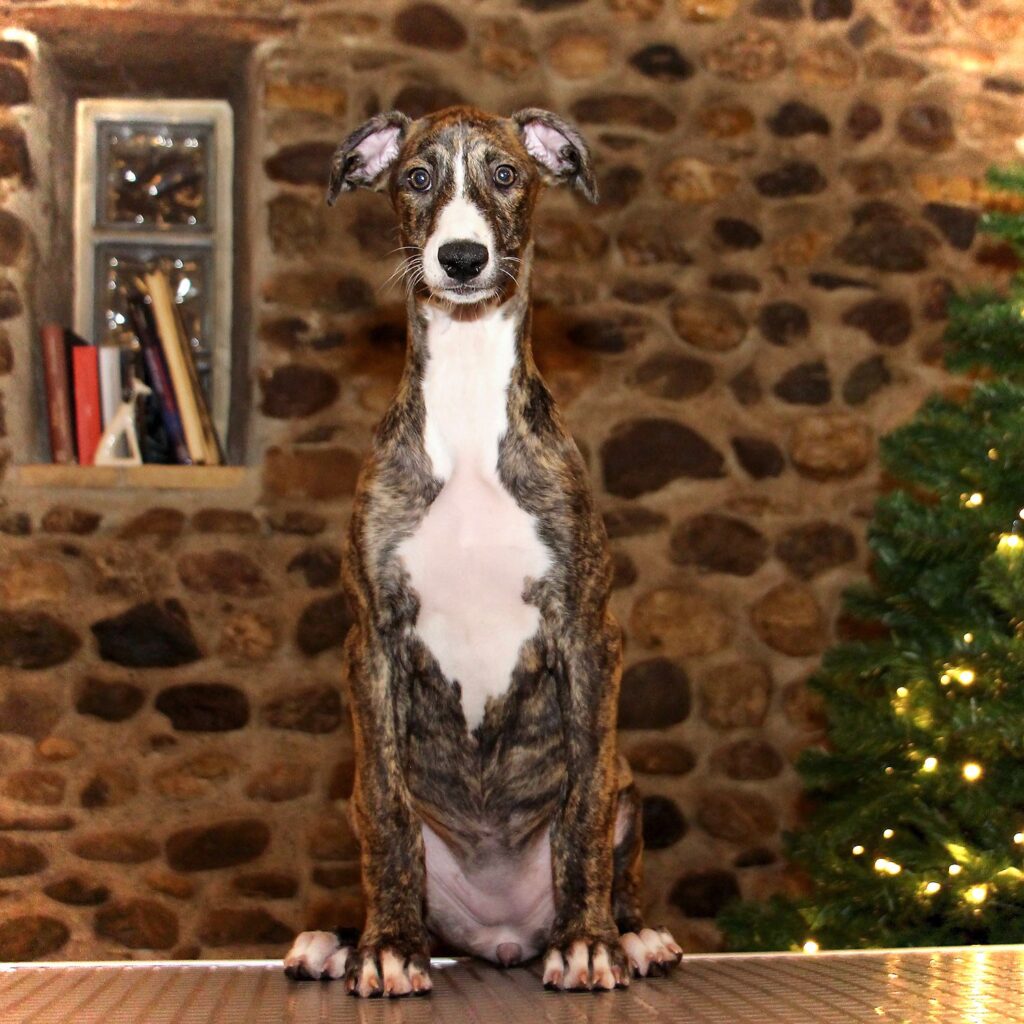 Rita | TilimentGreyhounds | Allevamento amatoriale Greyounds riconosciuto ENCI FCI