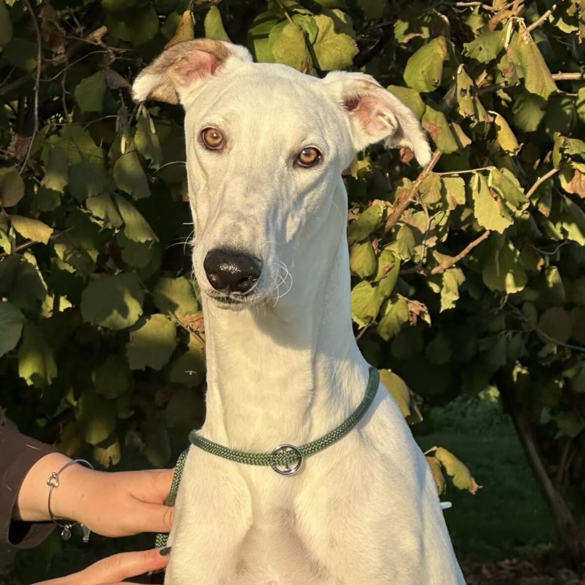 Milton | TilimentGreyhounds | Allevamento amatoriale Greyounds riconosciuto ENCI FCI
