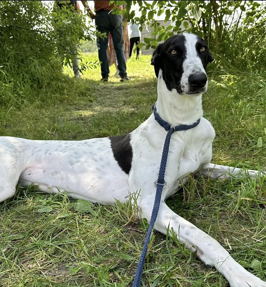 Gianna | TilimentGreyhounds | Allevamento amatoriale Greyounds riconosciuto ENCI FCI