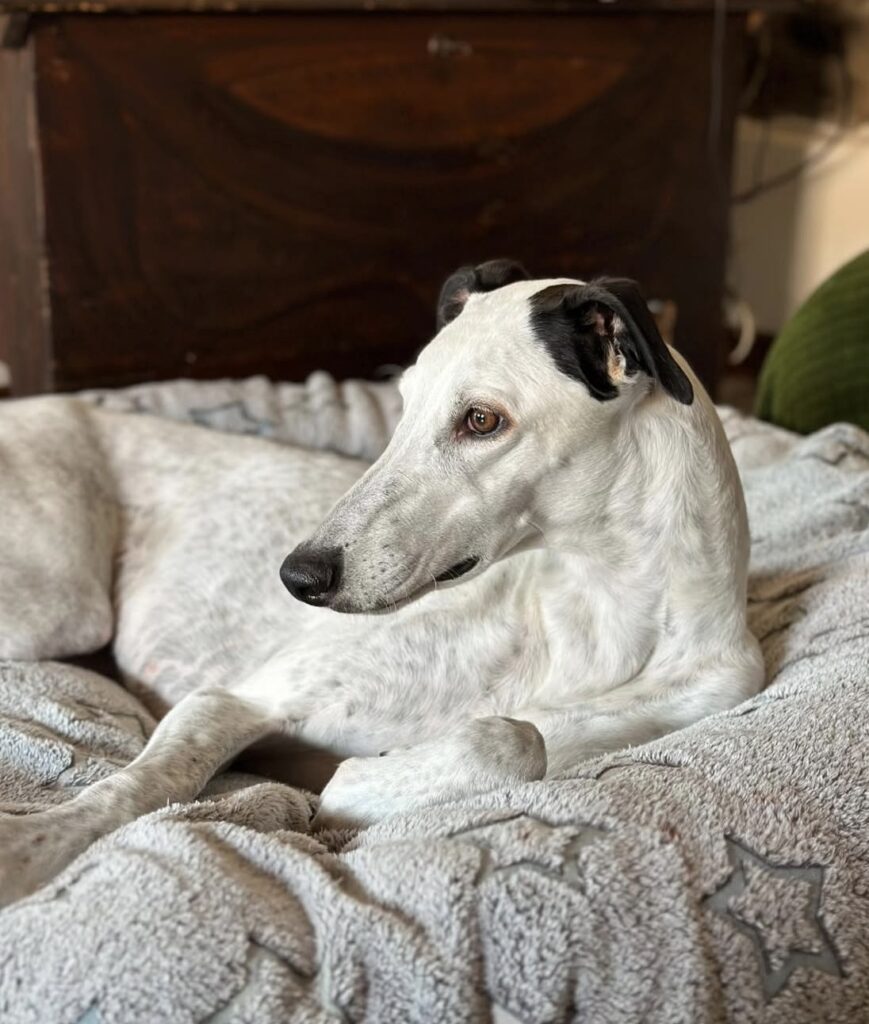 Thrillie | TilimentGreyhounds | Allevamento amatoriale Greyounds riconosciuto ENCI FCI