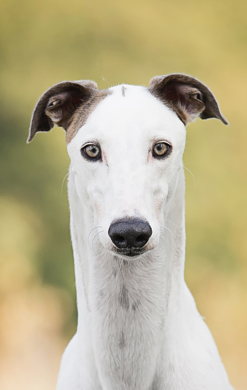 Tuva | TilimentGreyhounds | Allevamento amatoriale Greyounds riconosciuto ENCI FCI