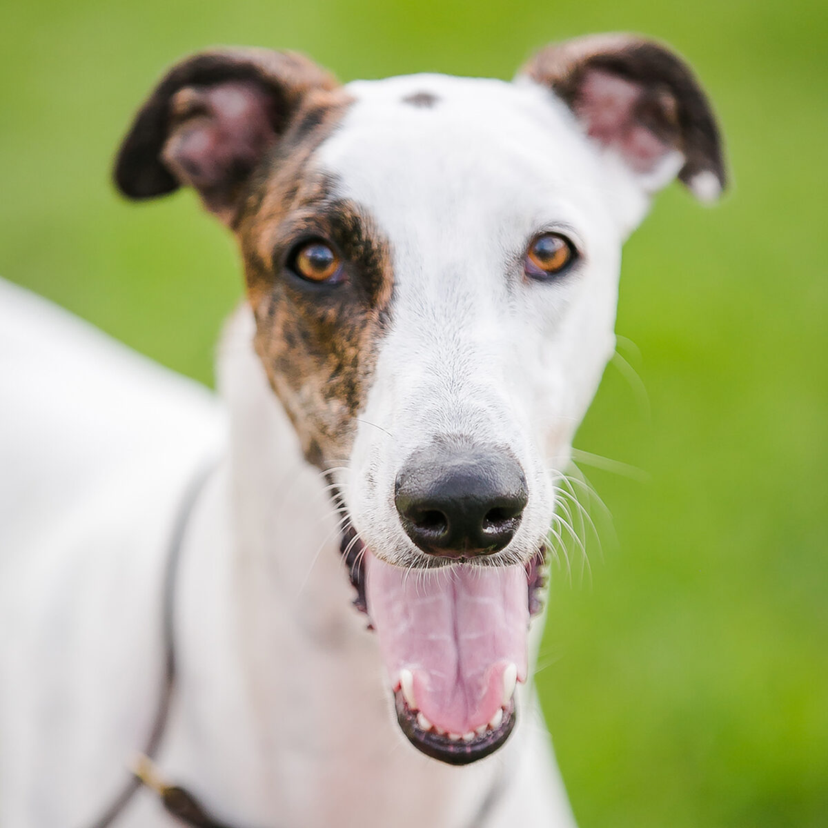Tojo | TilimentGreyhounds | Allevamento amatoriale Greyounds riconosciuto ENCI FCI