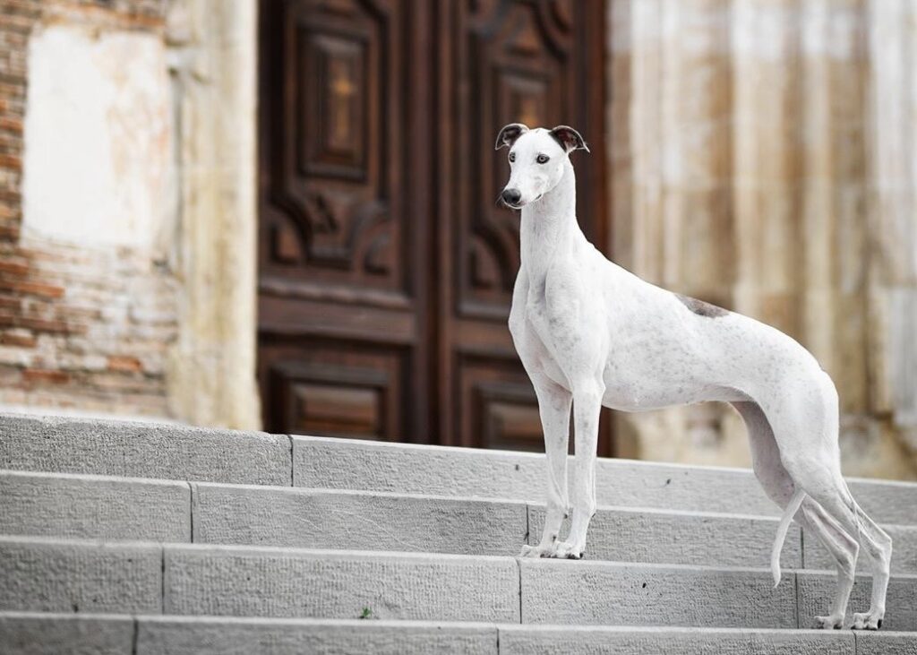 TilimentGreyhounds | Allevamento amatoriale Greyhounds riconosciuto ENCI FCI